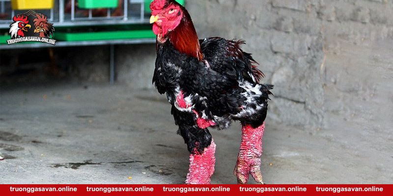 Chia sẻ cách chọn giống gà trống Đông Tảo